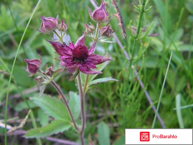 Сабельник болотный применение отзывы 