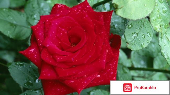 Самсунг галакси s7 edge отзывы фото