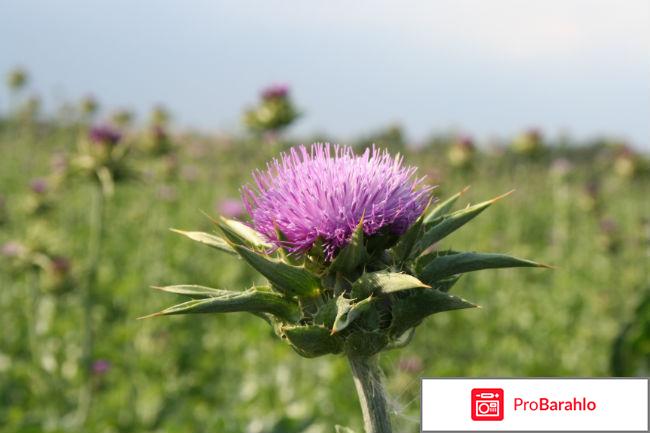 Экстракт расторопши отрицательные отзывы