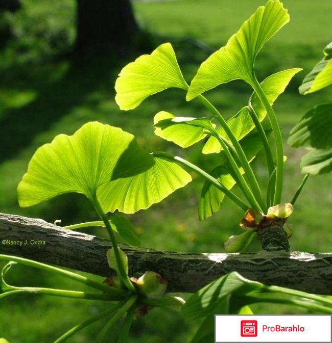 Гинкоум аналоги отрицательные отзывы