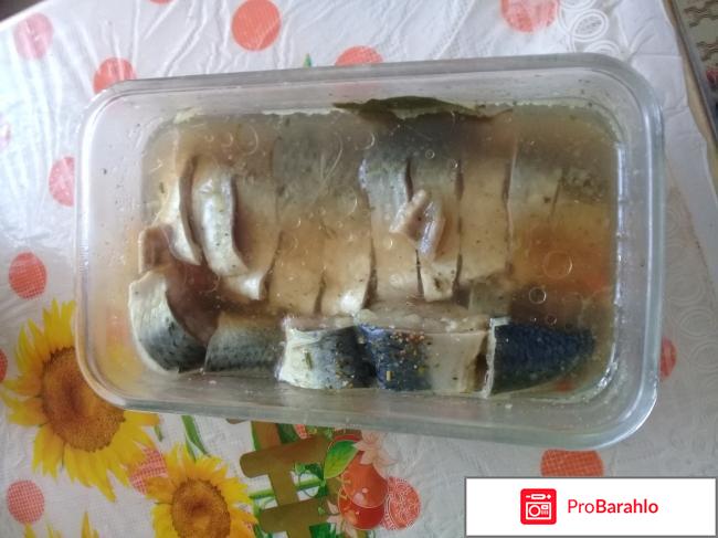 Контейнер  Vacsy Zepter обман