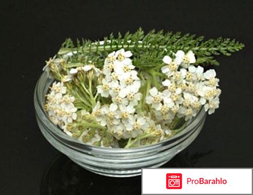 Тысячелистник фото растения обман