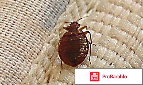 Уничтожение клопов 