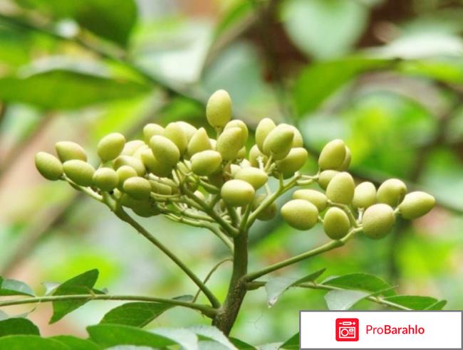 Крем боро плюс отзывы какой лучше обман