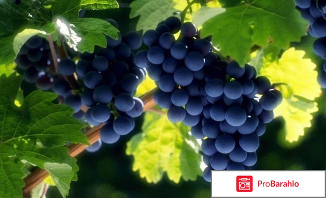 Виноград: полезные свойства и вред отрицательные отзывы