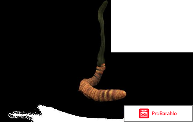 Ярсагумба инструкция по применению цена 