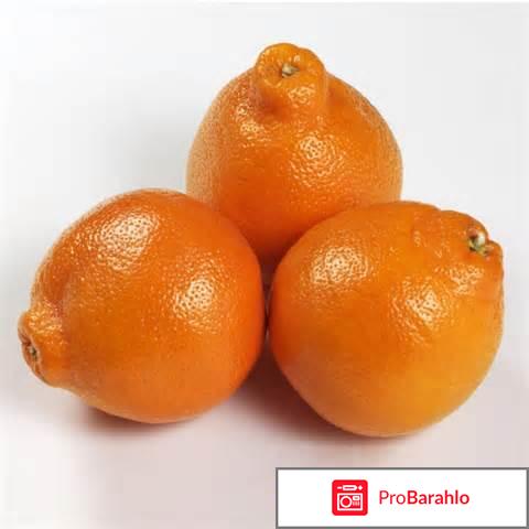 Минеола: выращивание фрукта, советы по уходу и поливу 