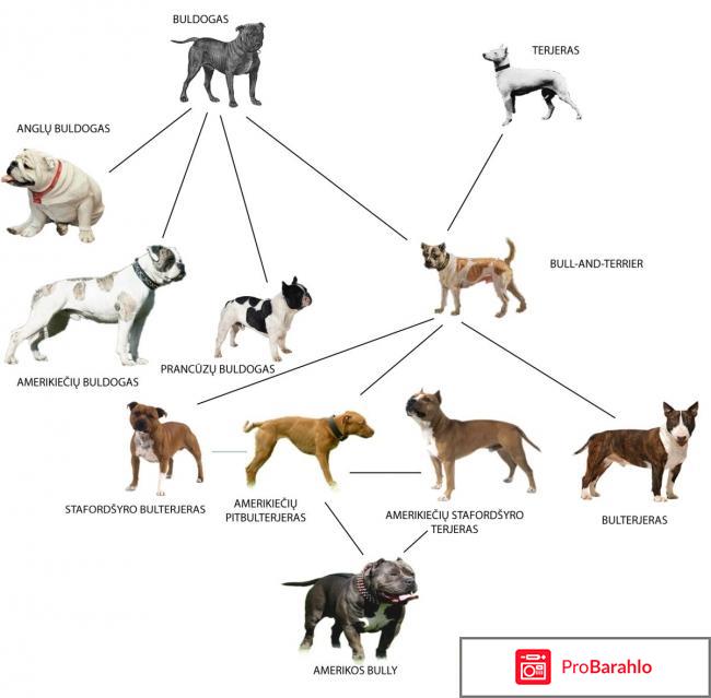 Происхождение породы американских булли отрицательные отзывы