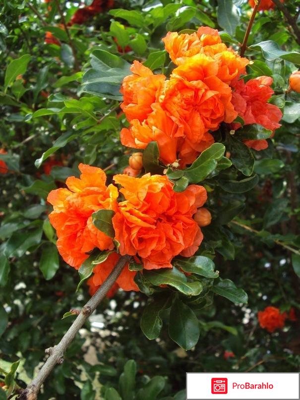 Отдых в лазаревском 2016 форум фото