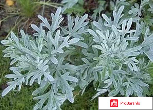 Клинлайф обман