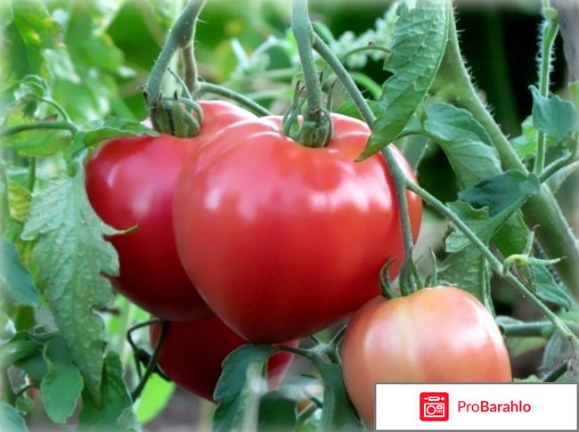 Томат абаканский розовый отзывы фото отрицательные отзывы