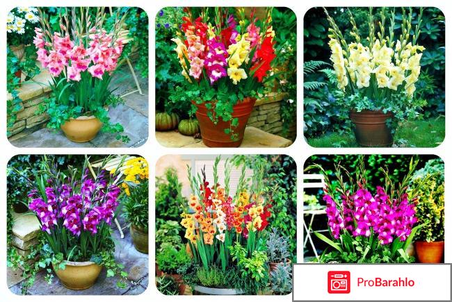 Гладиолусы сорта 