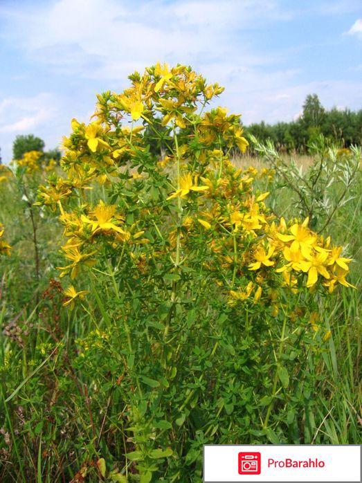 Зверобой полезные свойства и противопоказания реальные отзывы