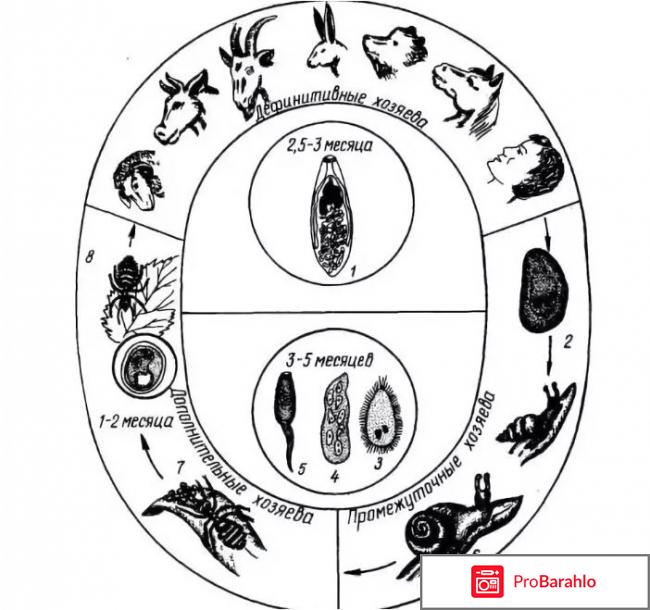 Дикроцелиоз заболеваемость обман