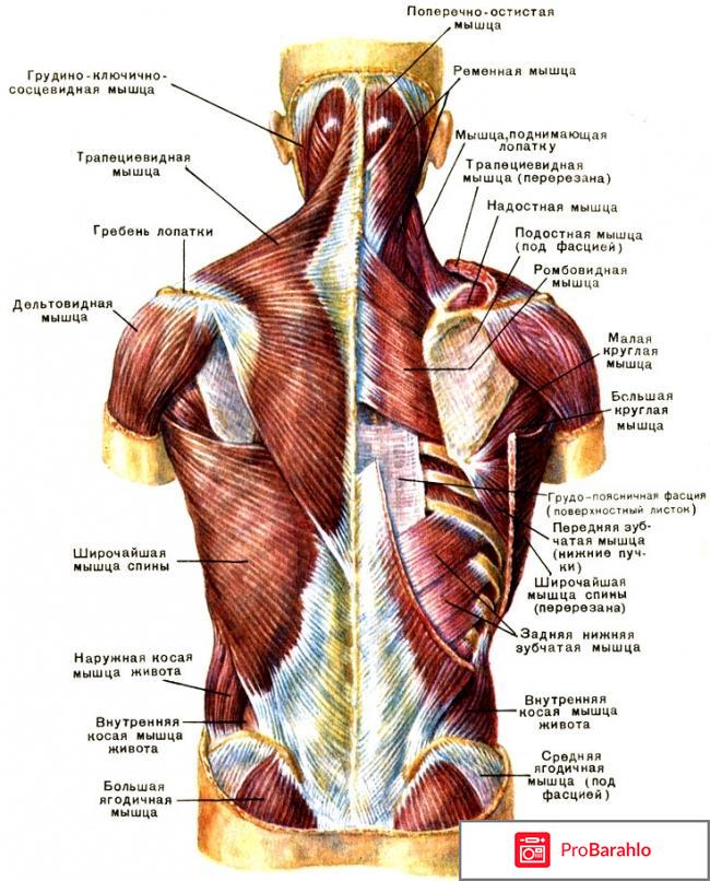 Мышечная система организма человека строение 