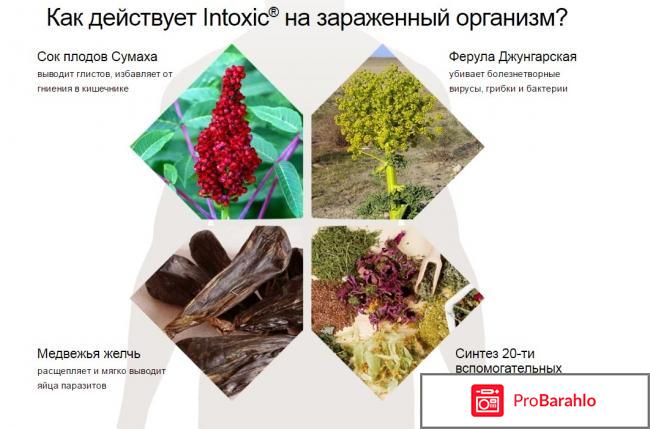 Intoxic инструкция применения отрицательные отзывы