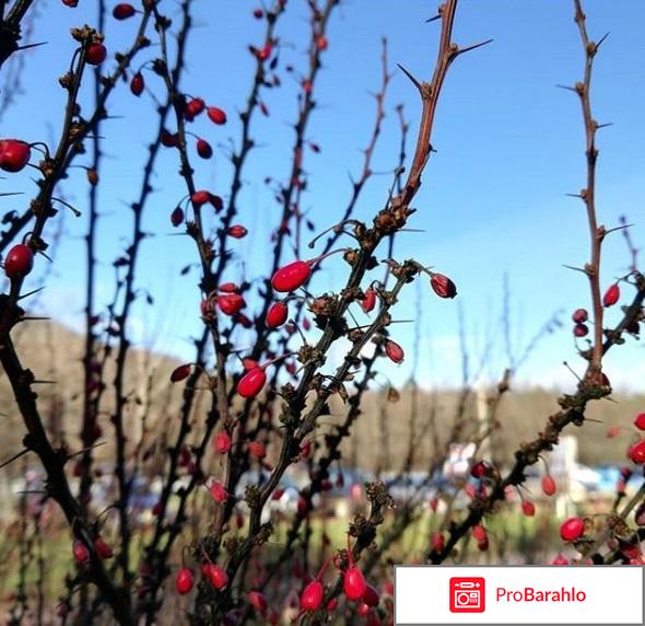 Телефон хонор 7 с цена отзывы фото отрицательные отзывы