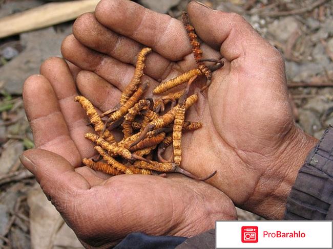 Гриб кордицепс лечебные свойства отзывы 