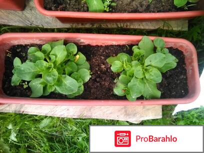 Петуния,выращивание из семян отрицательные отзывы