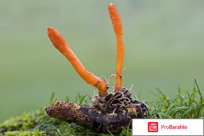 Гриб кордицепс лечебные свойства отзывы отрицательные отзывы