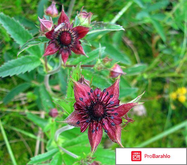 Сустафаст гель развод или нет фото