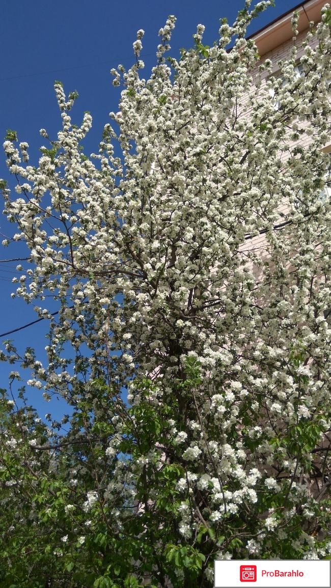 Xiaomi Redmi Note 4X 