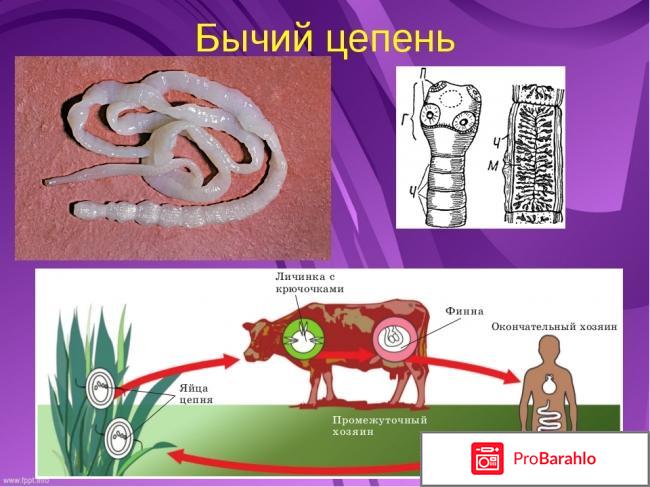 Пути передачи бычей цепи отрицательные отзывы