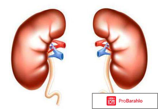Роль почек в организме человека отрицательные отзывы