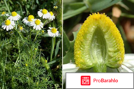 Травянистые растения 