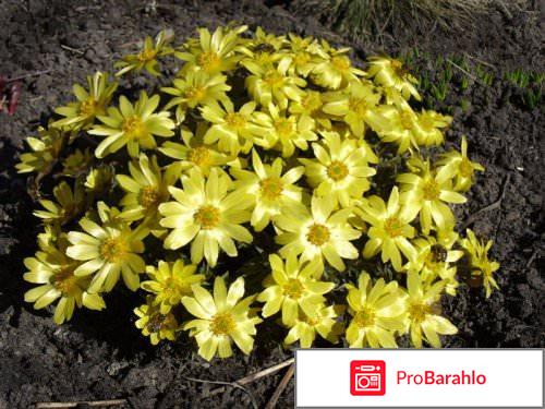 Лечебные свойства горицвета весеннего (адониса) 