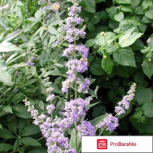 Витекс священный для женщин отзывы обман