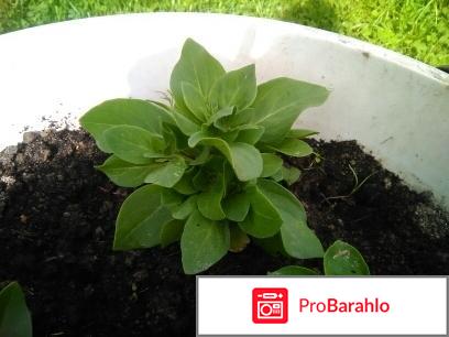 Петуния,выращивание из семян