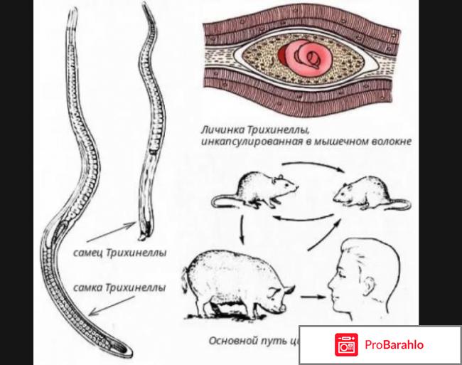 Трихинеллез пути передачи отрицательные отзывы