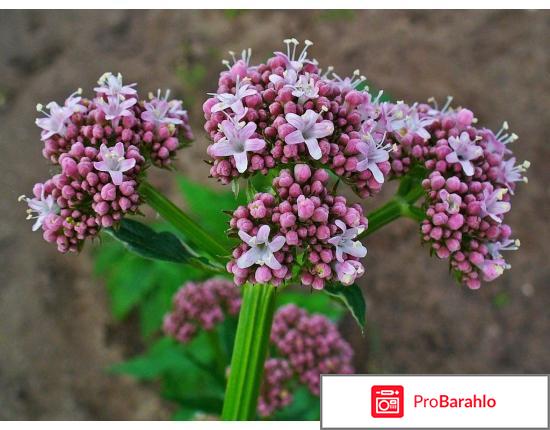 Успокоительное лекарство обман