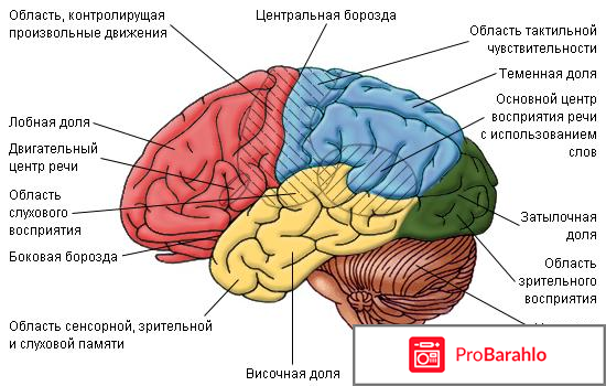 Узи брахиоцефальных сосудов головы и шеи 