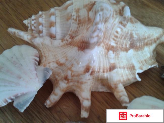 Плавучий ресторан реальные отзывы