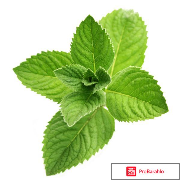 Травы для прекращения лактации 