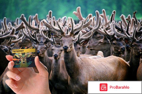 Артропант (Artropant) фото