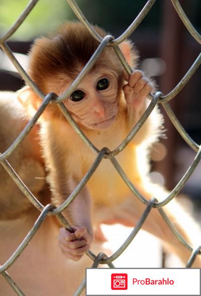 Абхазия экскурсии отрицательные отзывы