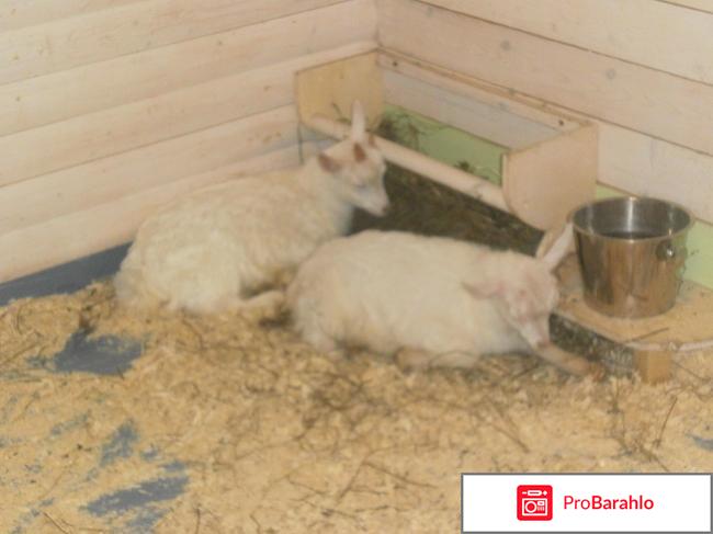 Контактный Зоопарк 