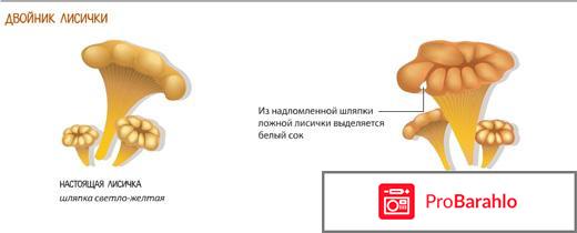 Как отличить гриб лисичку ложную от настоящей? отрицательные отзывы