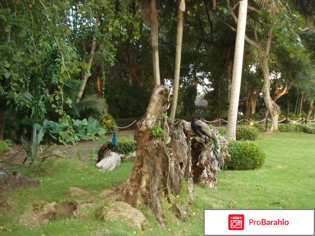 Доминикана отели отрицательные отзывы