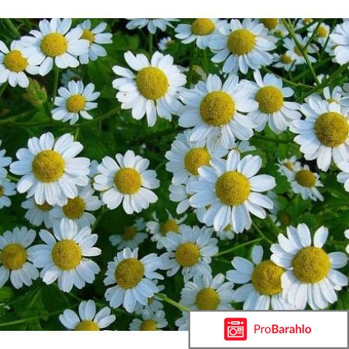 Успокаивающий чай перед сном отрицательные отзывы