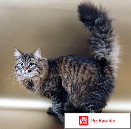 Сибирский кот фото отзывы владельцев