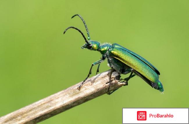 Шпанская мушка для мужчин применение отрицательные отзывы