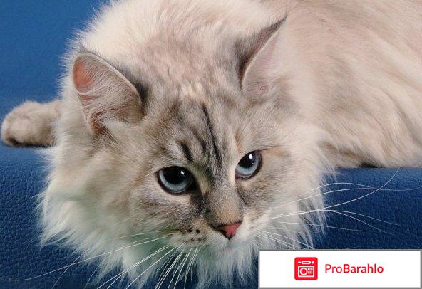 Фото невской маскарадной кошки отрицательные отзывы