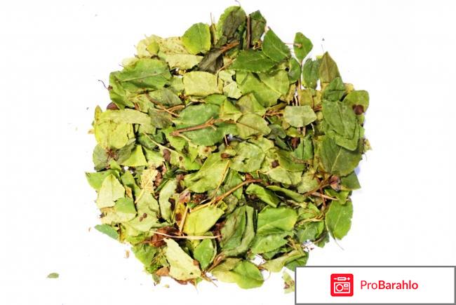 Боровая матка отзывы врачей гинекологов отрицательные отзывы