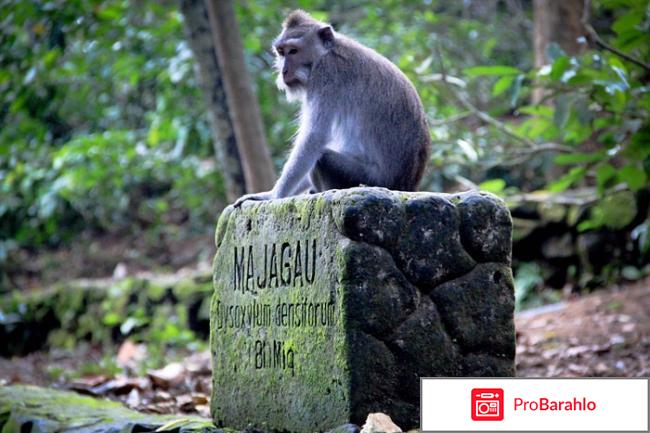 Отдых на бали отзывы туристов с фото обман