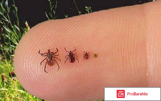 Клещ постельный отрицательные отзывы