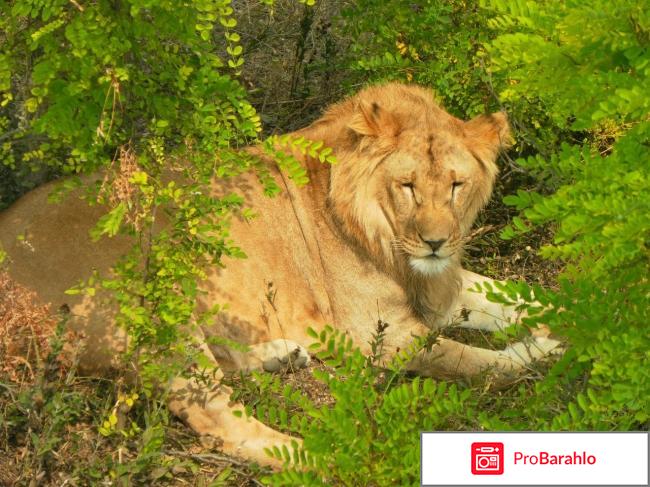 Самсунг j3 2017 отзывы покупателей реальные отзывы